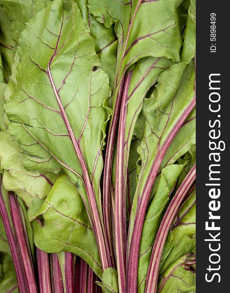 Lettuce - Vertical