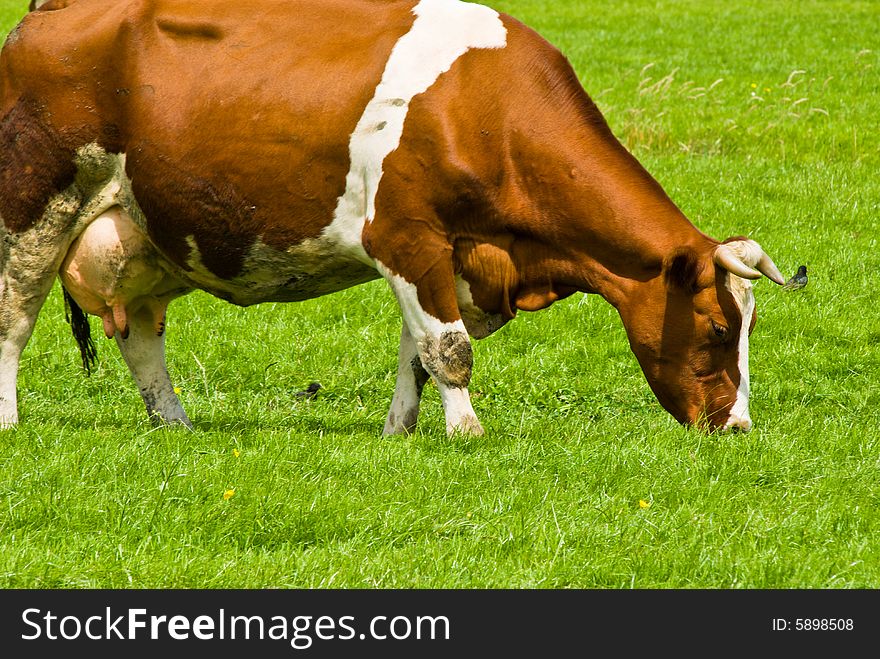 Cow walking and eating on a meadow. Cow walking and eating on a meadow