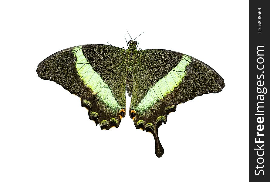 Green butterfly on white ground. Green butterfly on white ground
