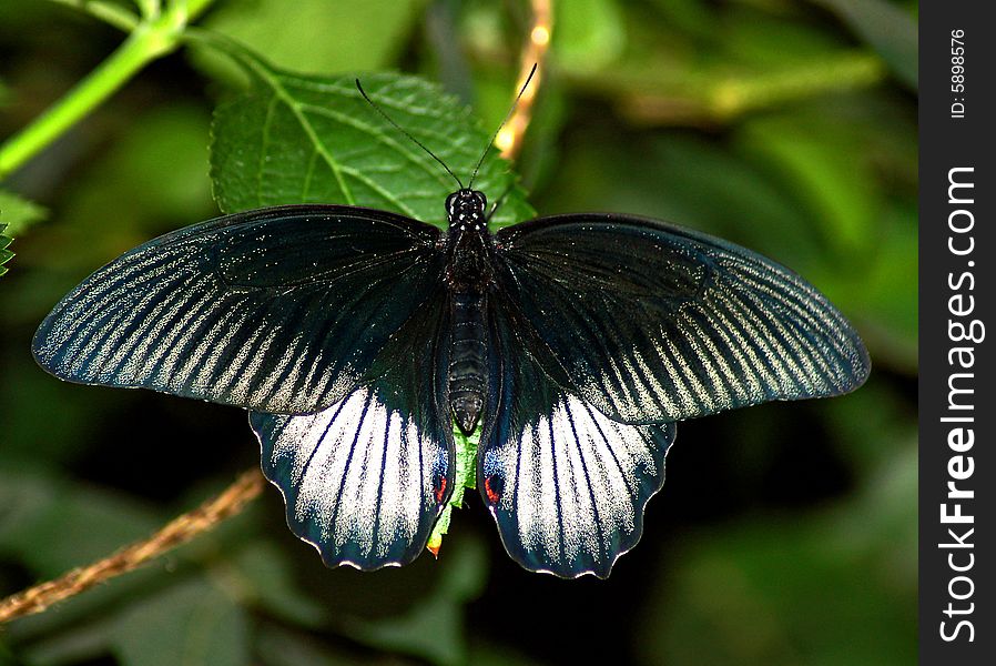 Black butterfly on green leaves