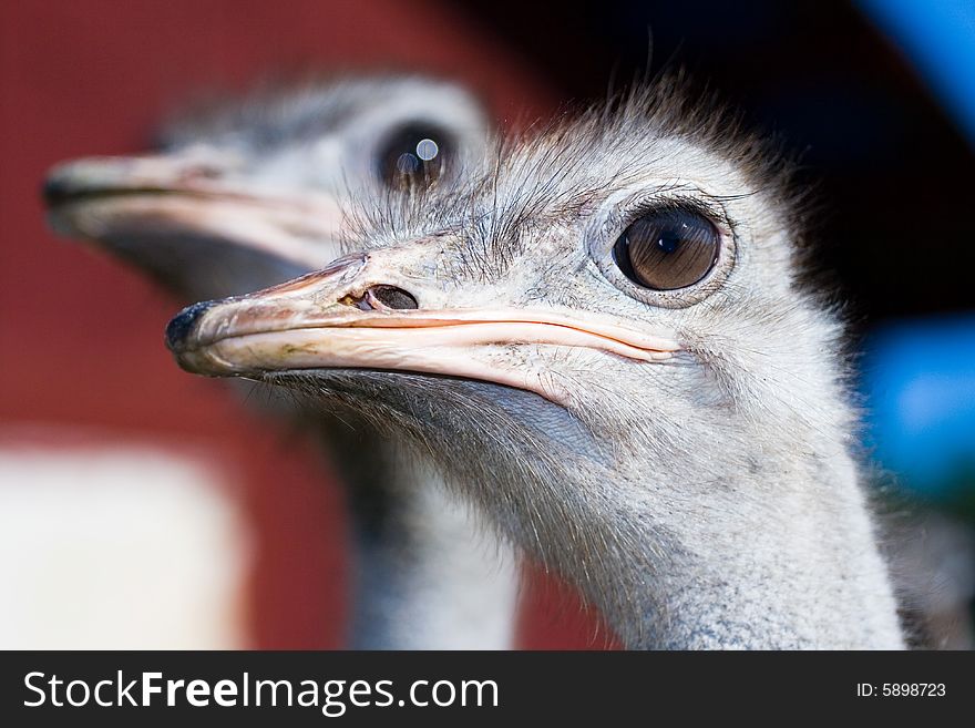 Ostrich portrait with huge eyes