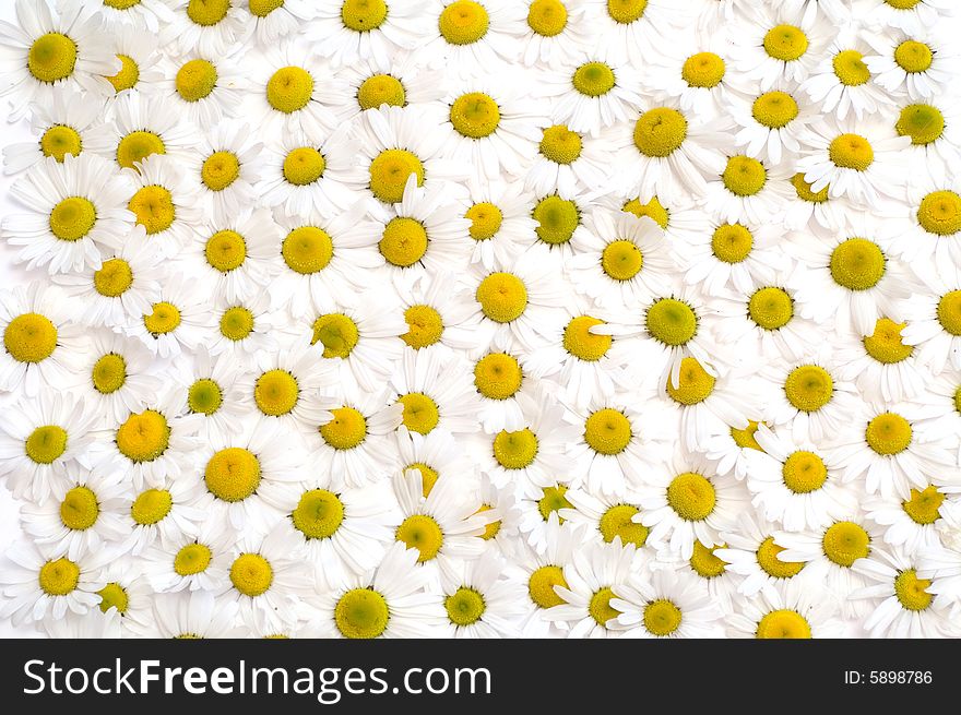 Daisies as a floral background