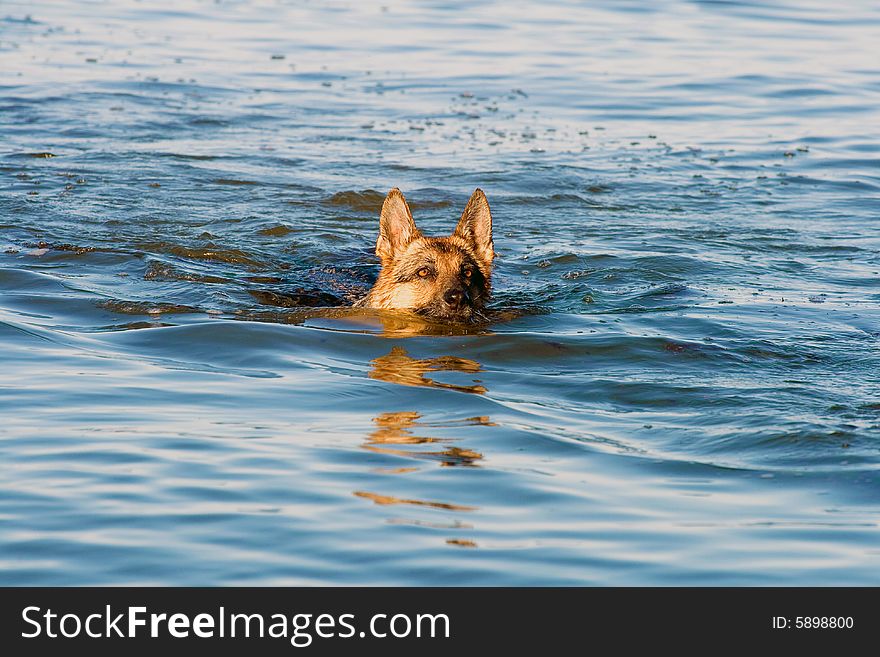 Swiming Germany sheep-dog  in blue sea