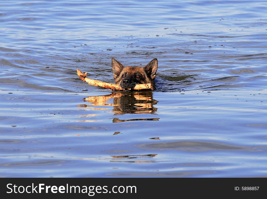 Swiming Germany sheep-dog with stick in mouth
