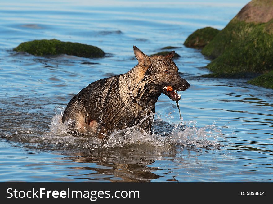 Wet Germany sheep-dog with stick in a mouth