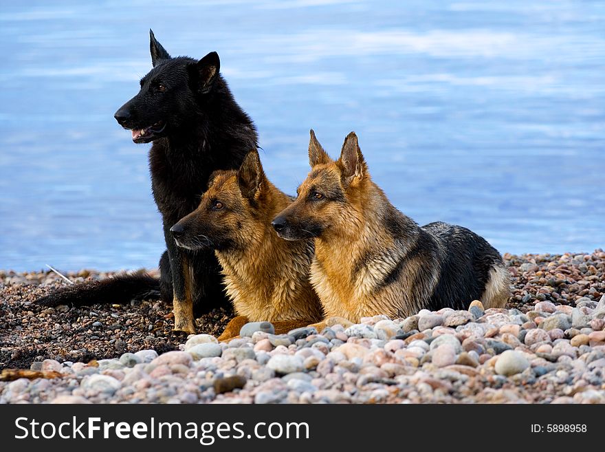 Three wet Germany sheep-dogs laying and sitting on the stones