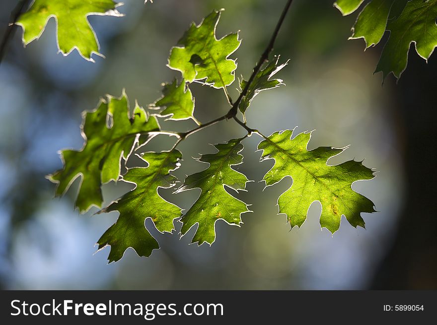 Backlit Oak Leaves