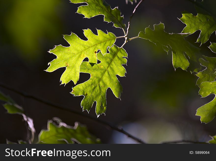 Backlit Oak Leaves with narrow depth of field.