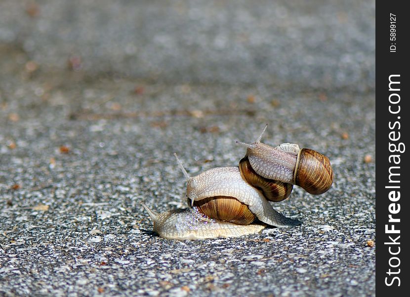 Three Snails Play