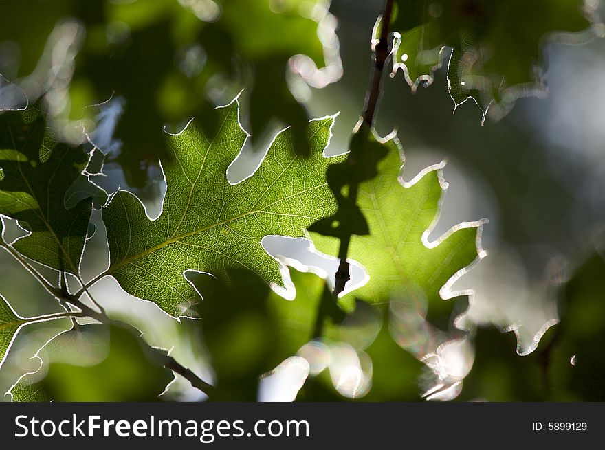 Backlit Oak Leaves