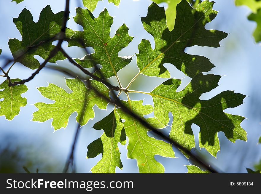 Backlit Oak Leaves with narrow depth of field.