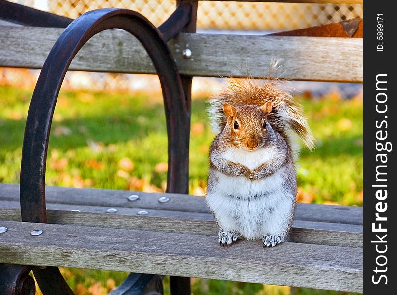 Well-fed Squirrel On A Bench