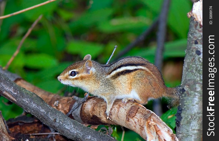 Chipmunk climbed on the disappointed tree and looks on sides. Chipmunk climbed on the disappointed tree and looks on sides