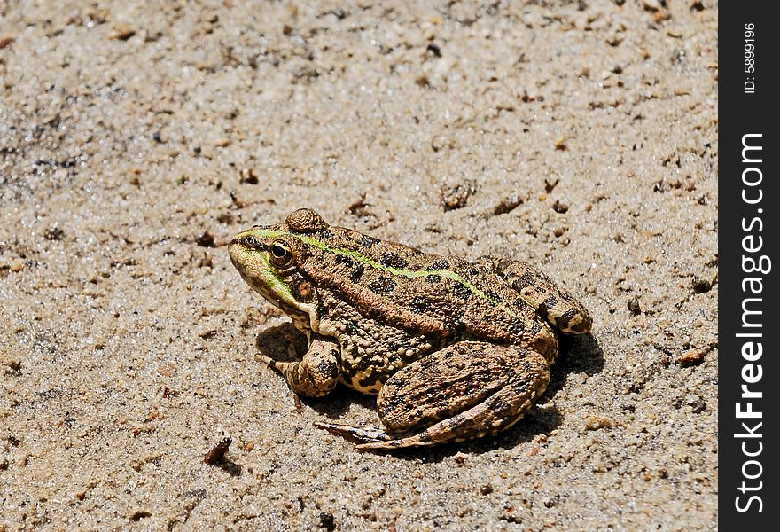 Green frog sits in dirt ashore small brook. Green frog sits in dirt ashore small brook