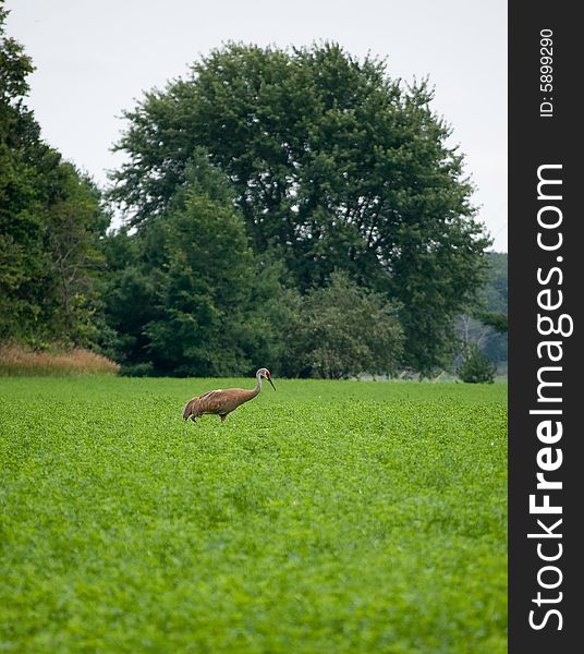 Sandhill crane walking through a field