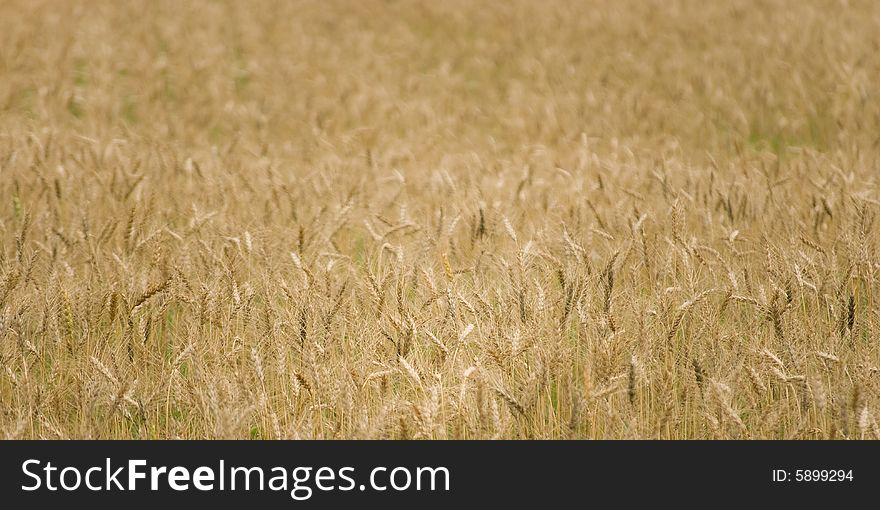 Wheat field with focus at the front