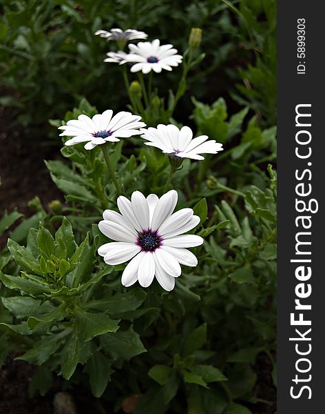 White and purple daisies in a flower bed