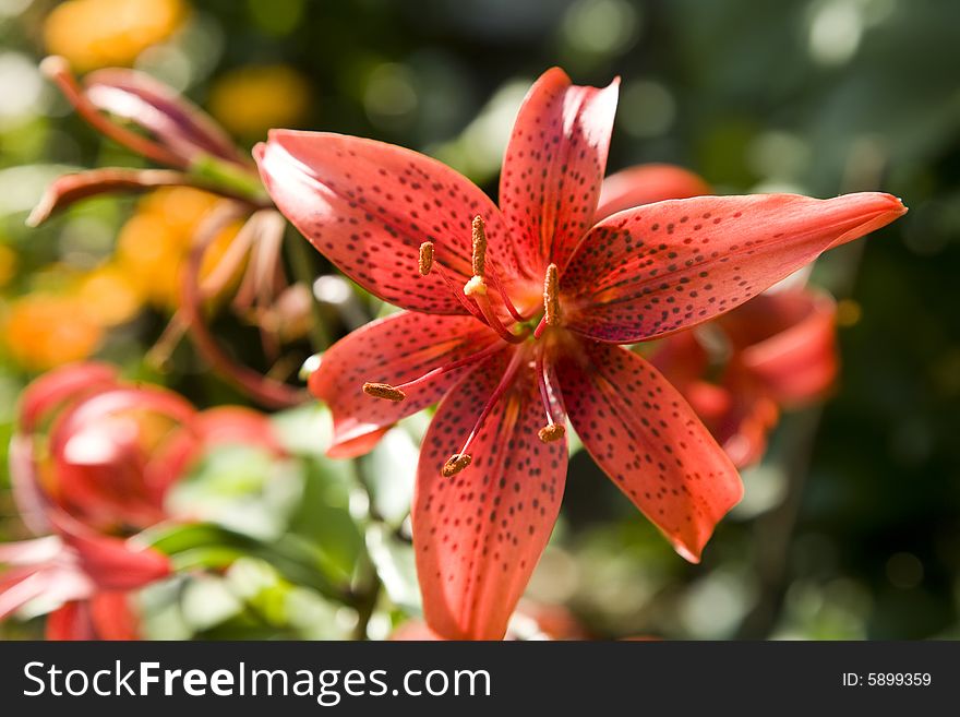 Red Lily Under The Sunlight