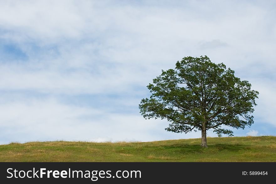 A single tree on top of a hill. A single tree on top of a hill