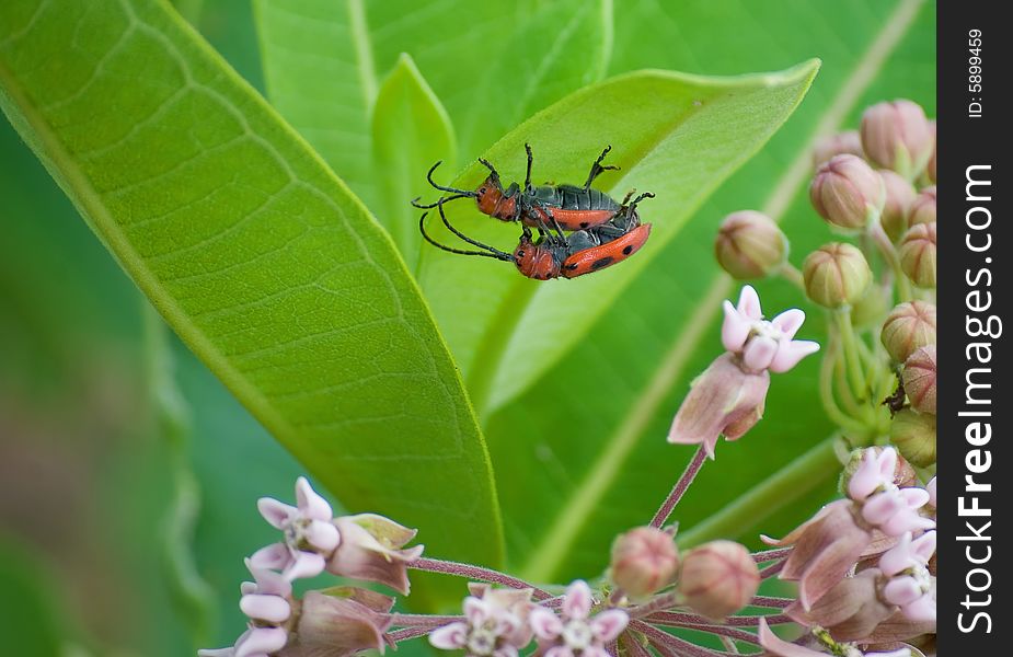 Two mating milkweed bugs closeup