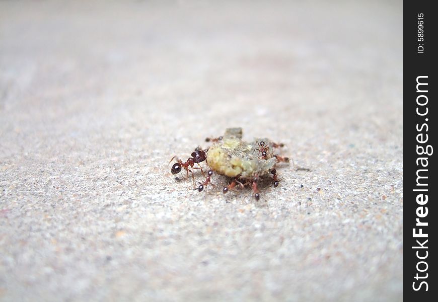 Ants and food on the ground