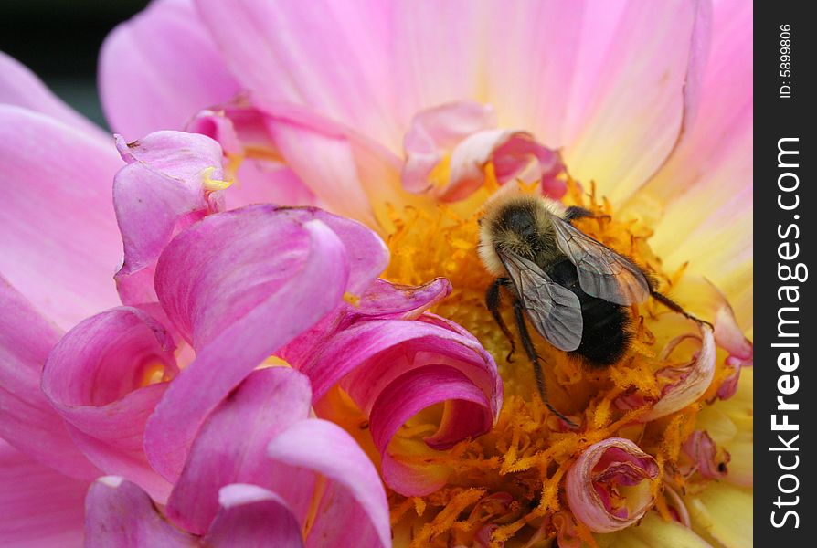 Bumble bee on a pink mum in a flower garden. Bumble bee on a pink mum in a flower garden