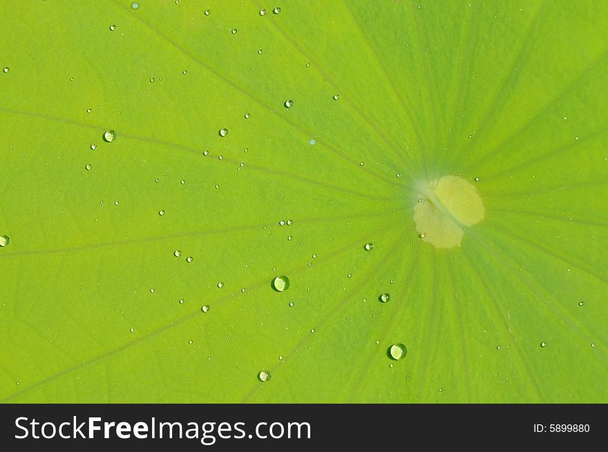 The verdure lotus leave with water drops background. The verdure lotus leave with water drops background.