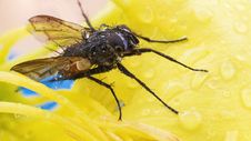 Fly Stock Images Fly Stock Images
