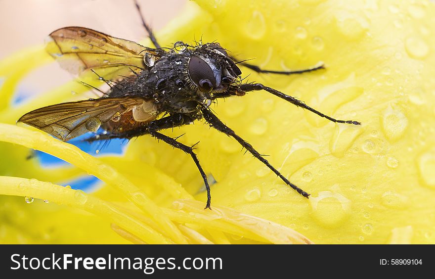 Fly on a yellow flower