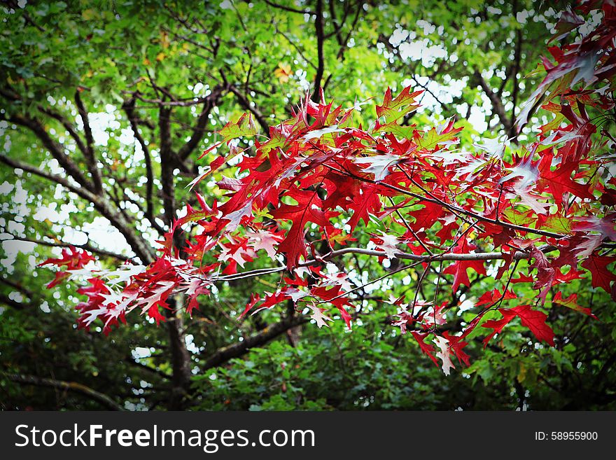 Red Autumn Leaves Against Green Trees