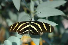 Heliconius On Leaves Stock Photo Heliconius On Leaves Stock Photo