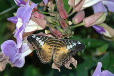 Clipper ( Parthenos Sylvia) On Lavender Flowers Royalty Free Stock Images Clipper ( Parthenos Sylvia) On Lavender Flowers Royalty Free Stock Images