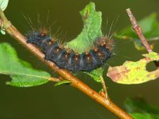 Caterpillar Of The Butterfly. Stock Image Caterpillar Of The Butterfly. Stock Image