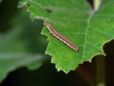 Caterpillar Of The Butterfly Of Family Geometridae. Stock Photography Caterpillar Of The Butterfly Of Family Geometridae. Stock Photography