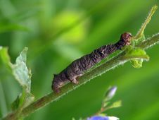 Caterpillar Of The Butterfly Of Family Geometridae. Royalty Free Stock Photo Caterpillar Of The Butterfly Of Family Geometridae. Royalty Free Stock Photo