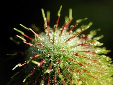 Early-dew On The Plant Royalty Free Stock Photos