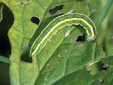 Caterpillar Of Butterfly Vavestra Pisi. Stock Images