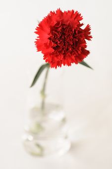 Red Carnation Stock Photos Red Carnation Stock Photos