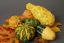Gourds, Halloween Theme Royalty Free Stock Image Gourds, Halloween Theme Royalty Free Stock Image