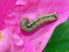 Caterpillar Of Butterfly Orthosia Munda. Royalty Free Stock Photography