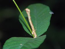 Caterpillar Of The Butterfly Of Family Geometridae. Stock Image Caterpillar Of The Butterfly Of Family Geometridae. Stock Image