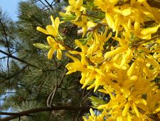 Yellow Spring Flowers Royalty Free Stock Image Yellow Spring Flowers Royalty Free Stock Image