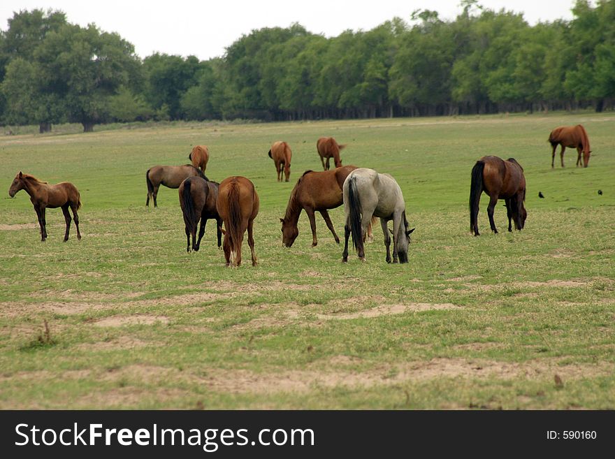 Wild Horses - Free Stock Images & Photos - 590160 | StockFreeImages.com