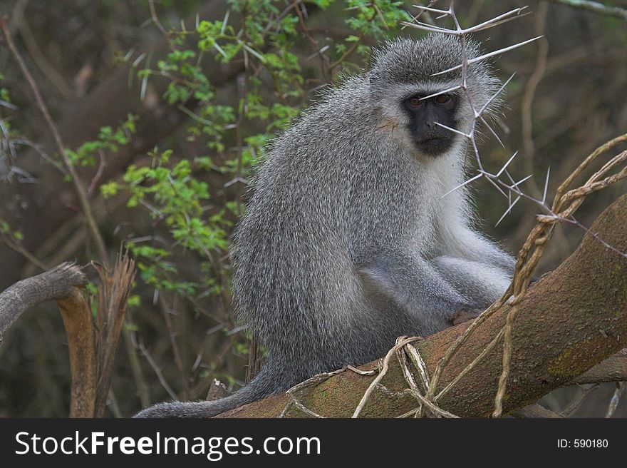 Vervet Monkey hiding in the trees. Vervet Monkey hiding in the trees