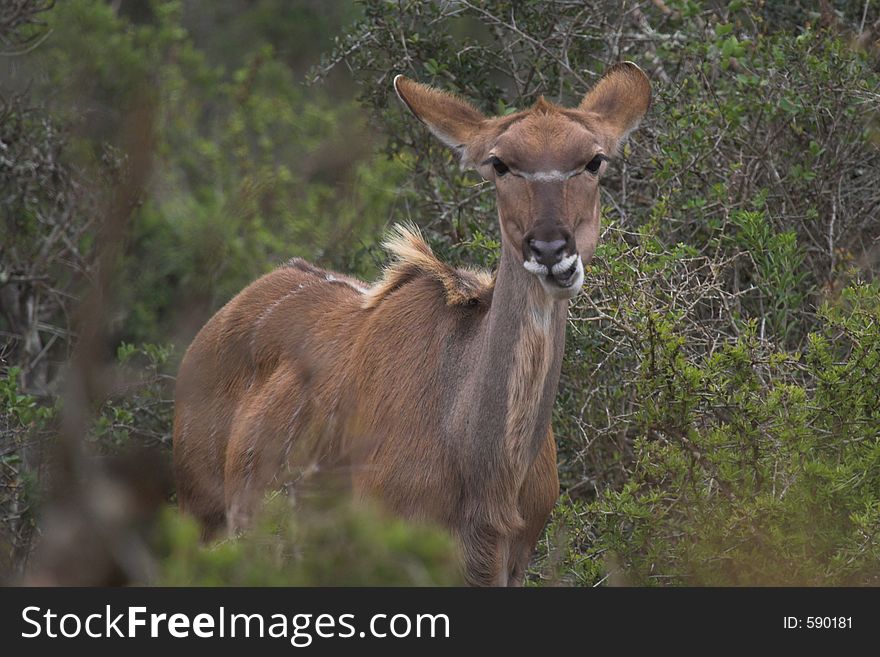 Kudu Female feeding. Kudu Female feeding