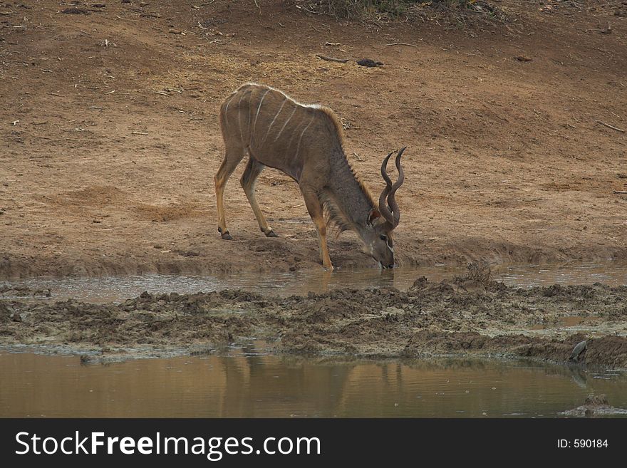 Male Kudu drinking at a waterhole. Male Kudu drinking at a waterhole