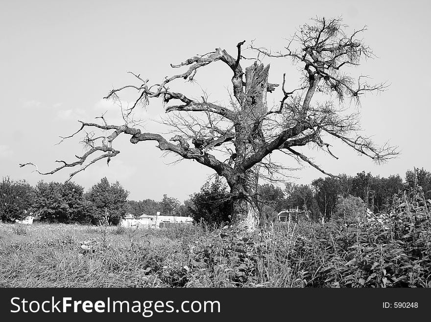 Aridity tree centre of the pasture-land in black and white. Aridity tree centre of the pasture-land in black and white.