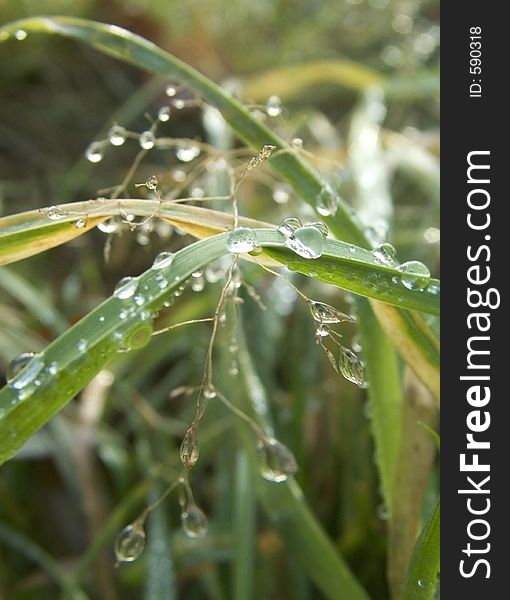 Little beads of dew hanging from blades of grass. Little beads of dew hanging from blades of grass.