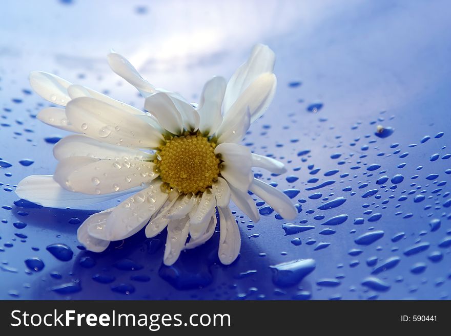 Wild daisies on blue background. Wild daisies on blue background