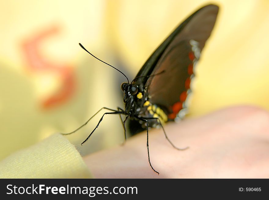 Butterfly on hand close-up